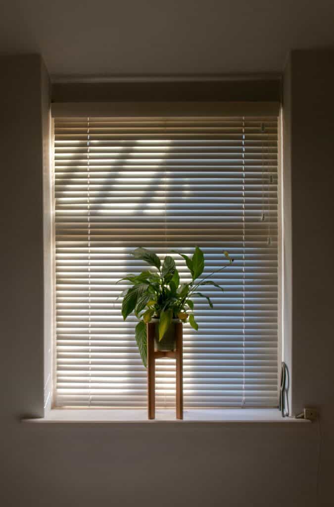 Potted plant on a wooden stand in front of a sunlit window with wooden blinds